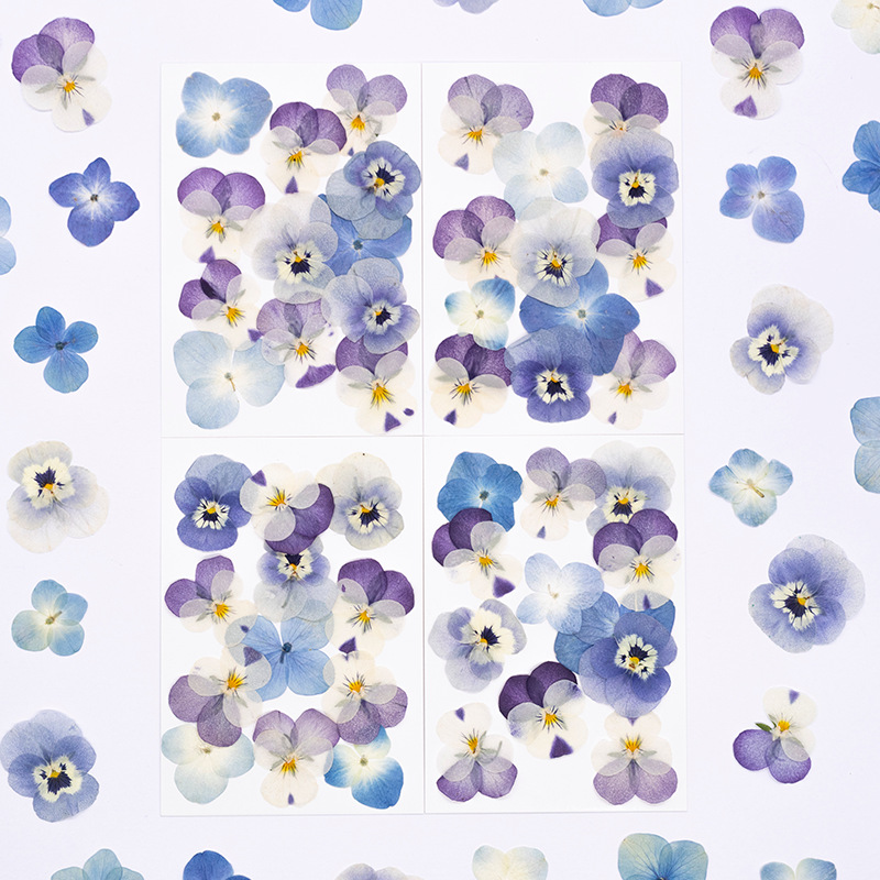 Dried Flower Pressed - 12 adet, Gerçek Viola Cornuta Preslenmiş