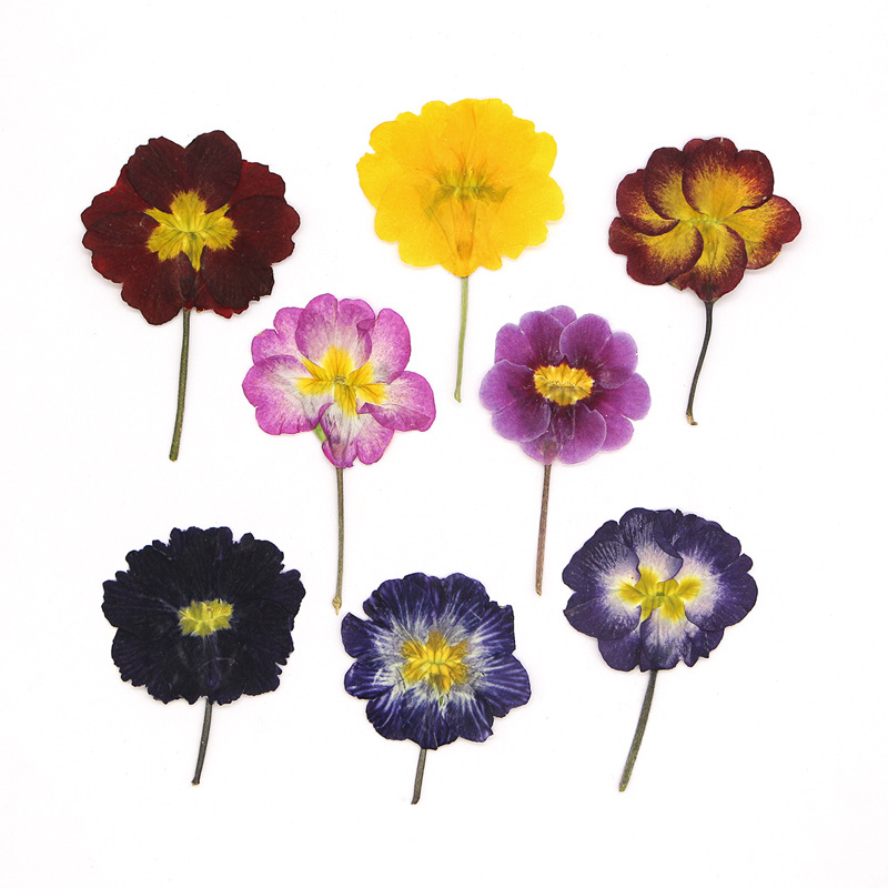 Dried Flower Pressed - 48 Adet Avrupa Çiçeksiği Öğretim Kurutulmuş