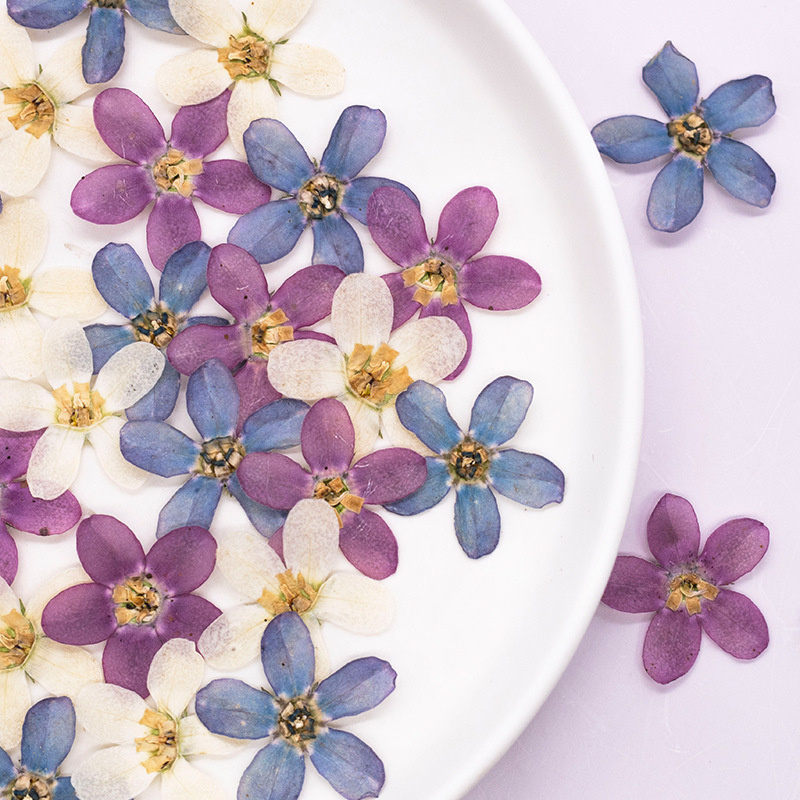Dried Flower Pressed - 12 adet, Preslenmiş Mavi Yıldız Çiçek