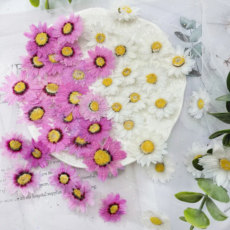 Dried Flower Pressed - 24 adet/2-4CM, doğal preslenmiş çiçek yaprakları,