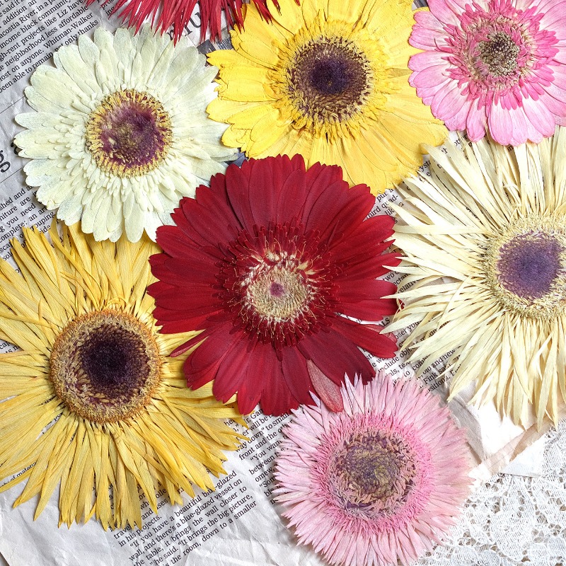 Dried Flower Pressed - 1 adet/7-9cm, Preslenmiş Gerbera Kurutulmuş Çiçekler