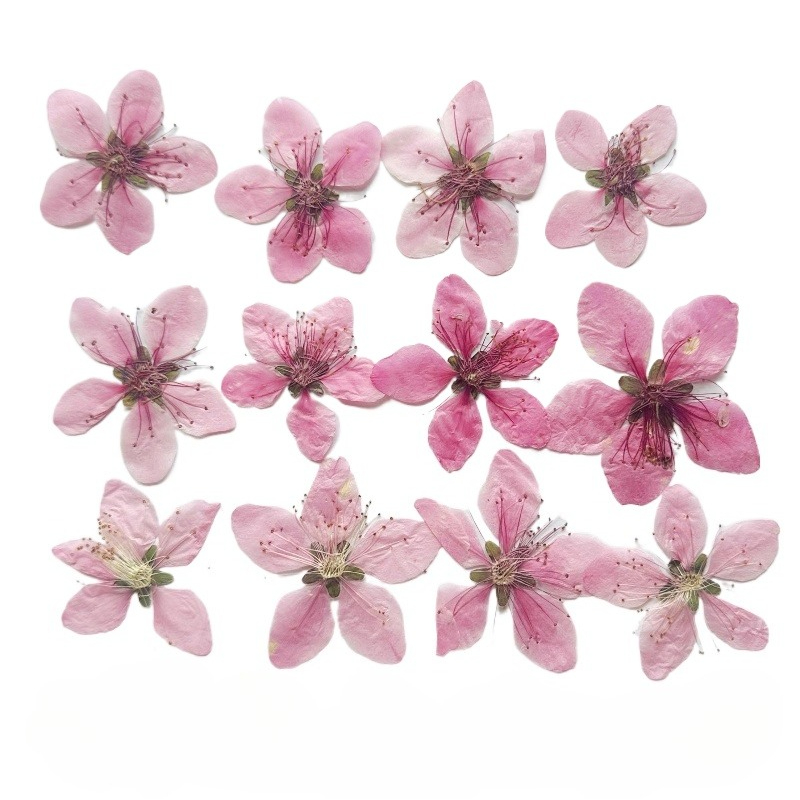 Dried Flower Pressed - 12 adet, Doğa Şeftali Çiçeği Preslenmiş