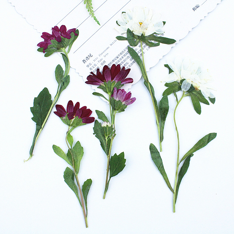 Dried Flower Pressed - 24 adet, Mini Krizantem Preslenmiş Kurutulmuş