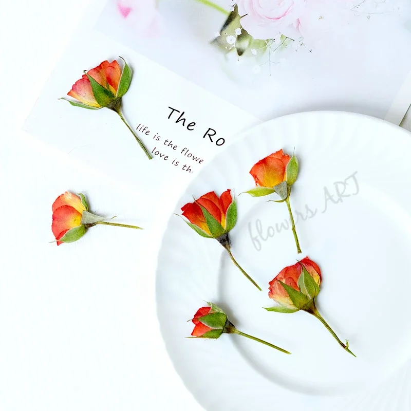 Preslenmiş Gül Tomurcuğu Çiçek - Dried Flower Pressed incelemesi ve fiyatı