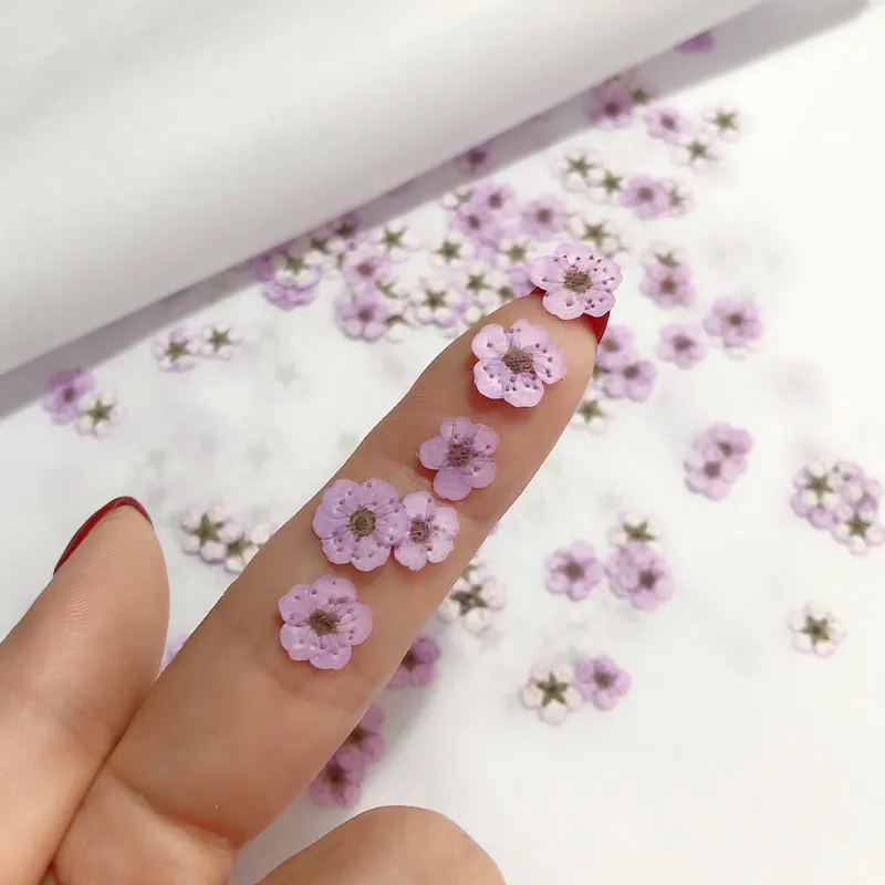 Preslenmiş Mini Nergis Kurutul - Dried Flower Pressed incelemesi ve fiyatı