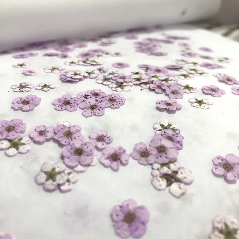 Preslenmiş Mini Nergis Kurutul - Dried Flower Pressed incelemesi ve fiyatı