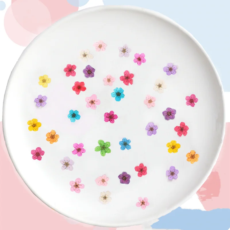 Preslenmiş Mini Nergis Kurutul - Dried Flower Pressed incelemesi ve fiyatı