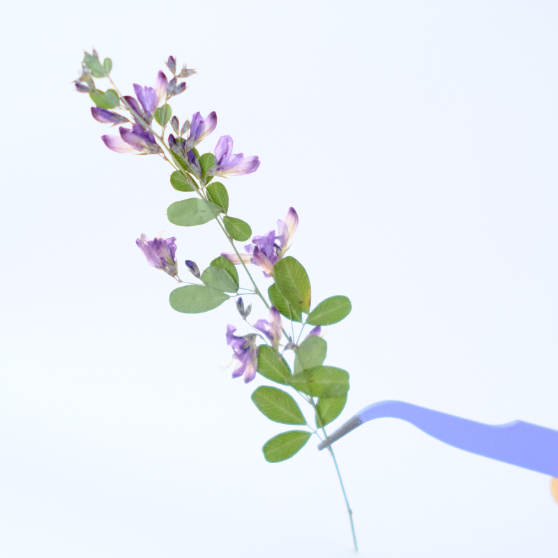 6 adet, doğa Lespedeza Formosa - Dried Flower Pressed incelemesi ve fiyatı