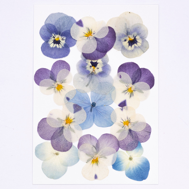 12 adet, Gerçek Viola Cornuta  - Dried Flower Pressed incelemesi ve fiyatı