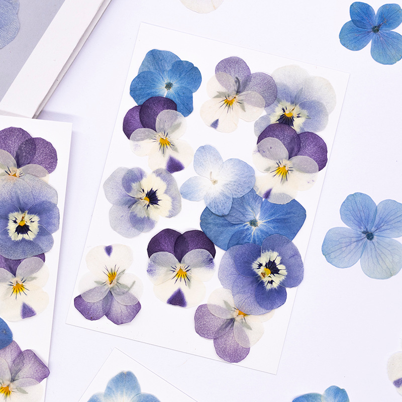 12 adet, Gerçek Viola Cornuta  - Dried Flower Pressed incelemesi ve fiyatı