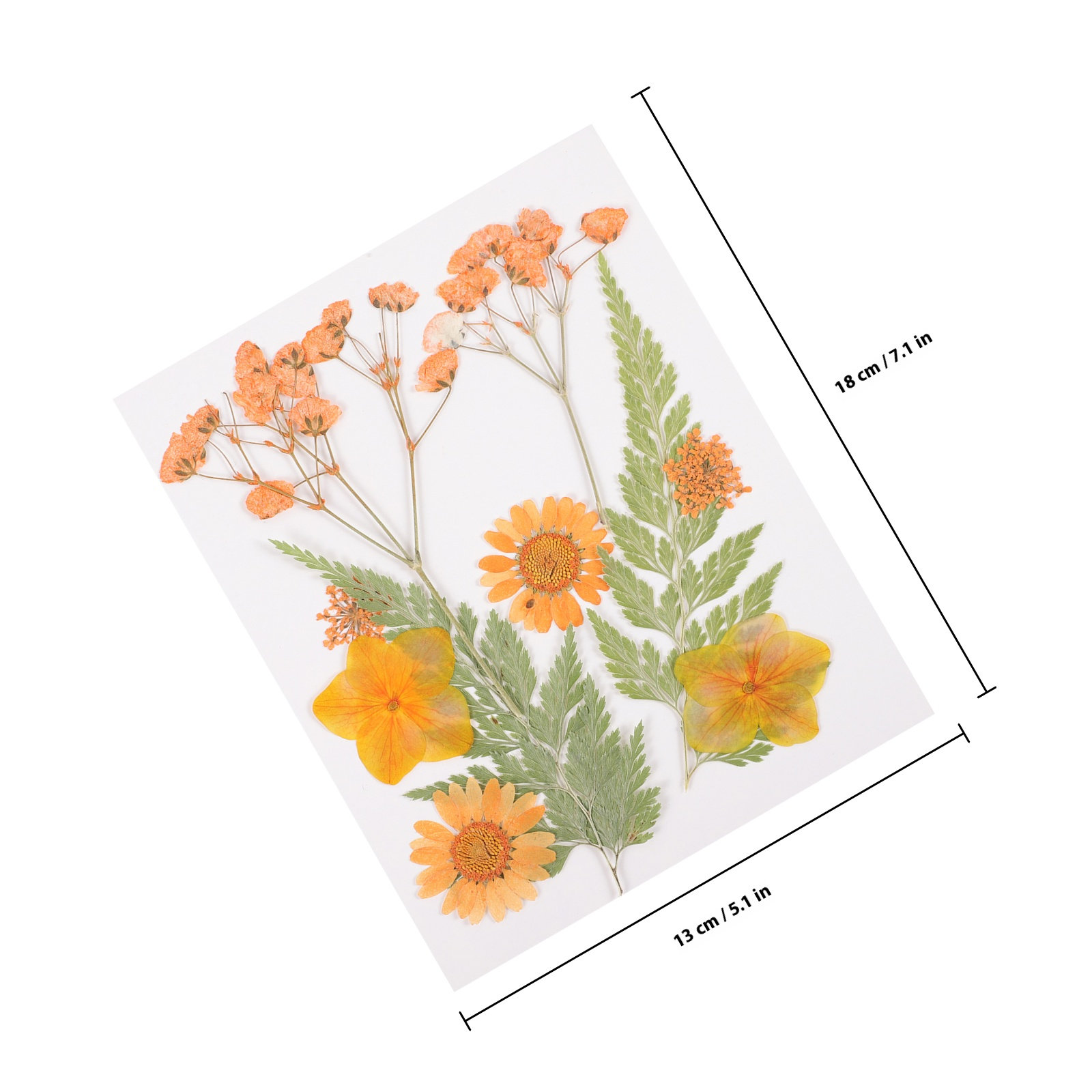 Kurutulmuş Çiçekler Dekorasyon - Dried Flower Pressed incelemesi ve fiyatı