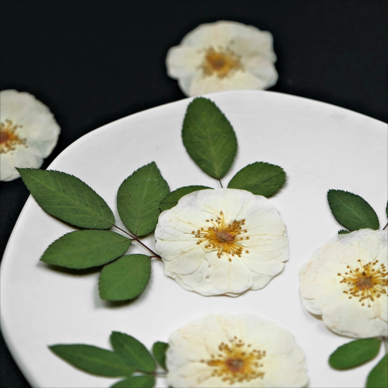 6 adet, 9 adet, Doğal Beyaz Gü - Dried Flower Pressed incelemesi ve fiyatı