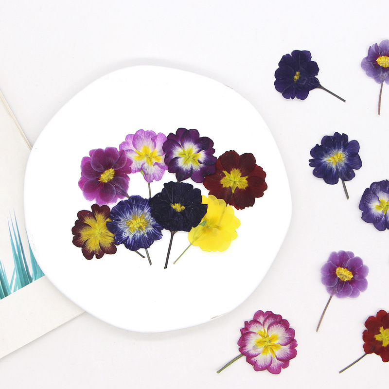 48 Adet Avrupa Çiçeksiği Öğret - Dried Flower Pressed incelemesi ve fiyatı