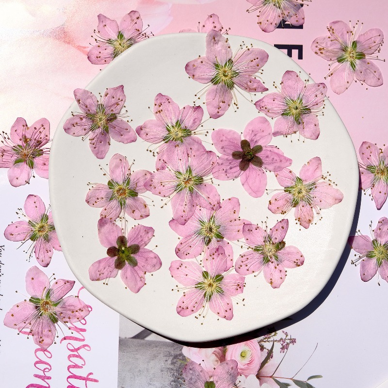 3-4cm./6 adet, Pembe Şeftali Ç - Dried Flower Pressed incelemesi ve fiyatı