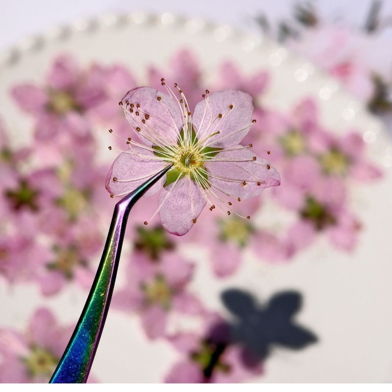 3-4cm./6 adet, Pembe Şeftali Ç - Dried Flower Pressed incelemesi ve fiyatı