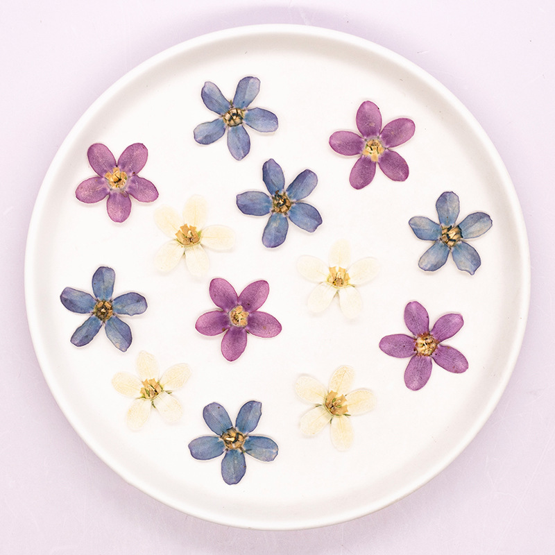 12 adet, Preslenmiş Mavi Yıldı - Dried Flower Pressed incelemesi ve fiyatı