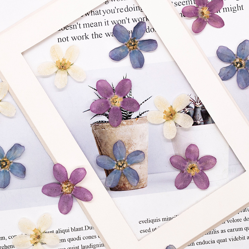 12 adet, Preslenmiş Mavi Yıldı - Dried Flower Pressed incelemesi ve fiyatı
