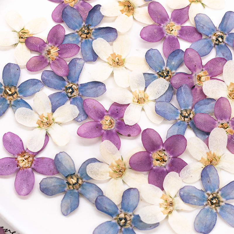 12 adet, Preslenmiş Mavi Yıldı - Dried Flower Pressed incelemesi ve fiyatı