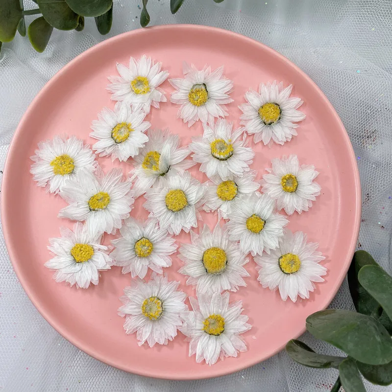 24 adet/2-4CM, doğal preslenmi - Dried Flower Pressed incelemesi ve fiyatı