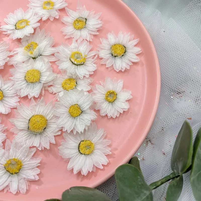 24 adet/2-4CM, doğal preslenmi - Dried Flower Pressed incelemesi ve fiyatı