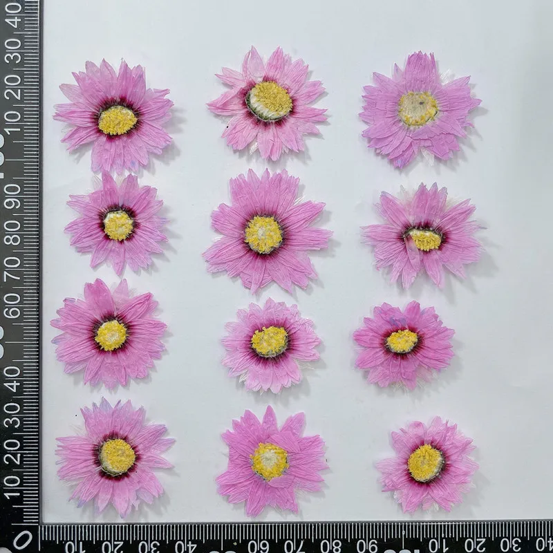 24 adet/2-4CM, doğal preslenmi - Dried Flower Pressed incelemesi ve fiyatı