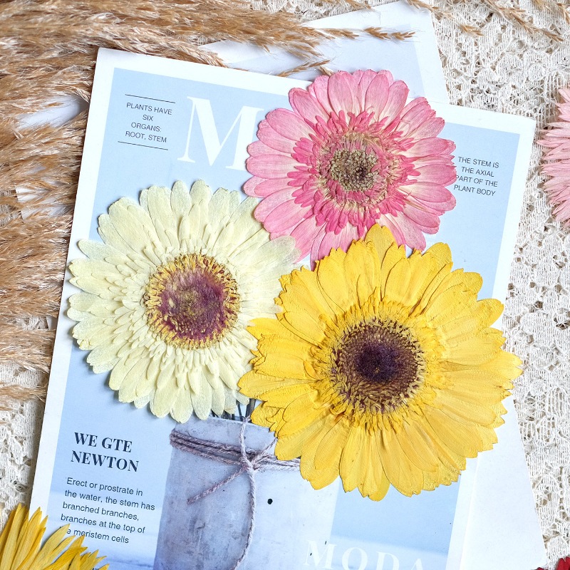 1 adet/7-9cm, Preslenmiş Gerbe - Dried Flower Pressed incelemesi ve fiyatı