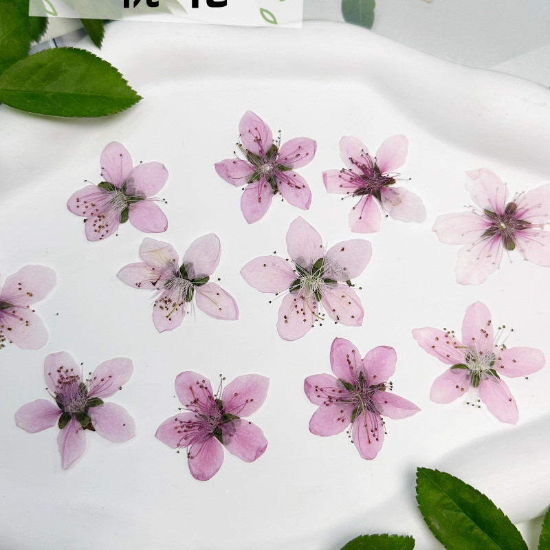 12 adet, Doğa Şeftali Çiçeği P - Dried Flower Pressed incelemesi ve fiyatı