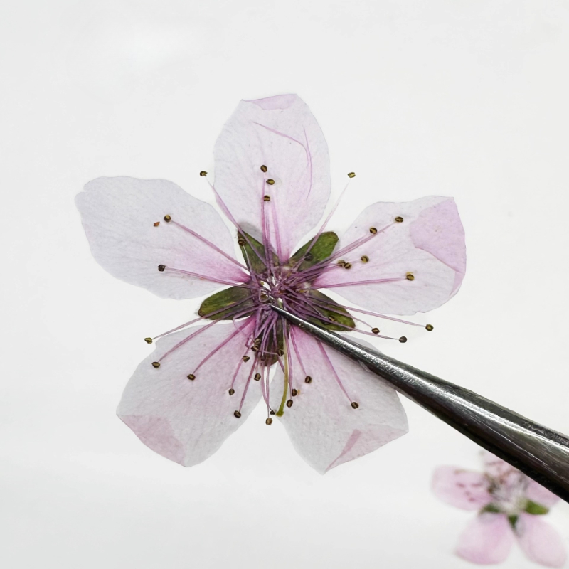 12 adet, Doğa Şeftali Çiçeği P - Dried Flower Pressed incelemesi ve fiyatı