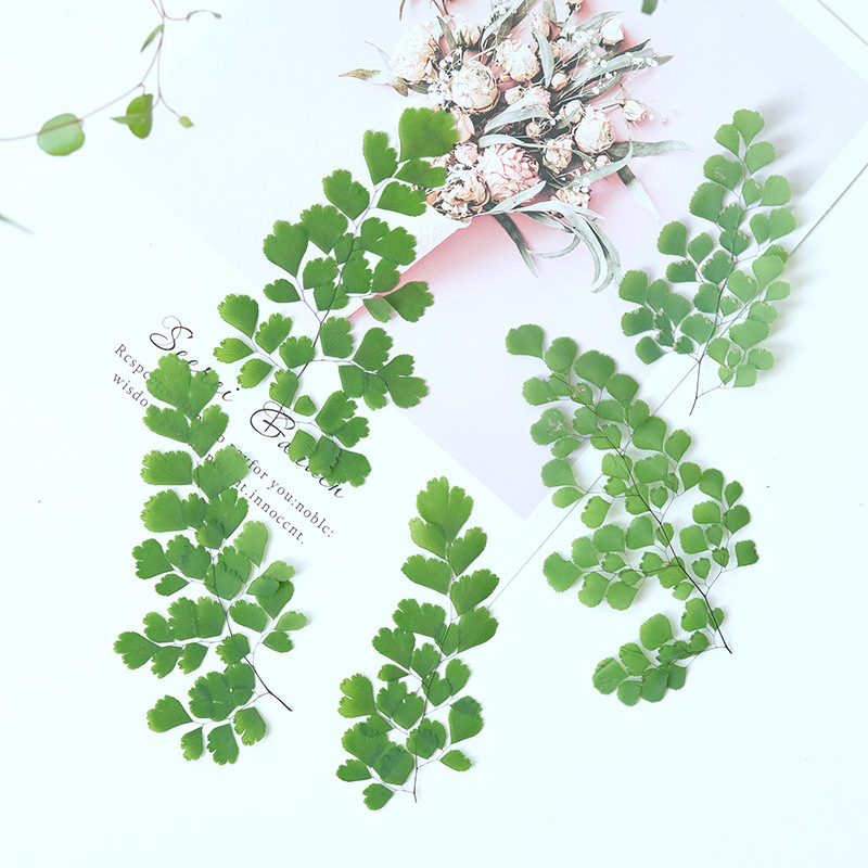 60 Adet Doğal Bitki Gerçek Çiç - Dried Flower Pressed incelemesi ve fiyatı