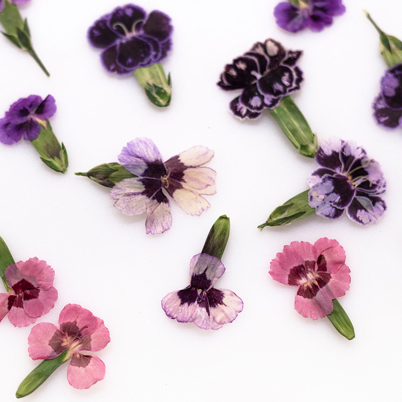 24 adet, Preslenmiş Kurutulmuş - Dried Flower Pressed incelemesi ve fiyatı