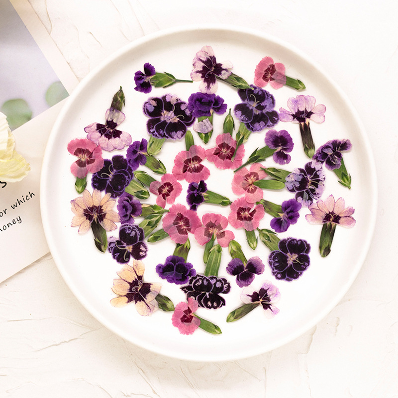 24 adet, Preslenmiş Kurutulmuş - Dried Flower Pressed incelemesi ve fiyatı