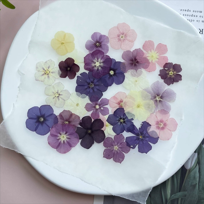 12 adet, Yarı Şeffaf Niş Phlox - Dried Flower Pressed incelemesi ve fiyatı