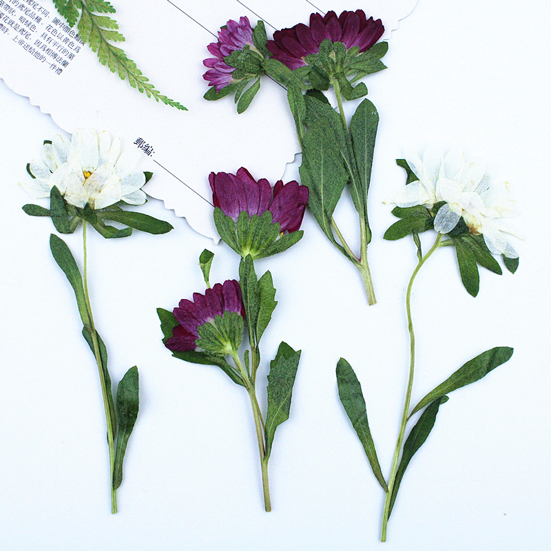 24 adet, Mini Krizantem Presle - Dried Flower Pressed incelemesi ve fiyatı