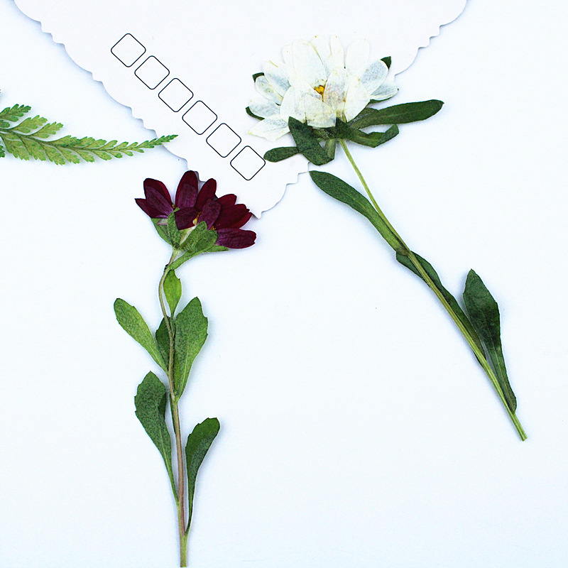 24 adet, Mini Krizantem Presle - Dried Flower Pressed incelemesi ve fiyatı